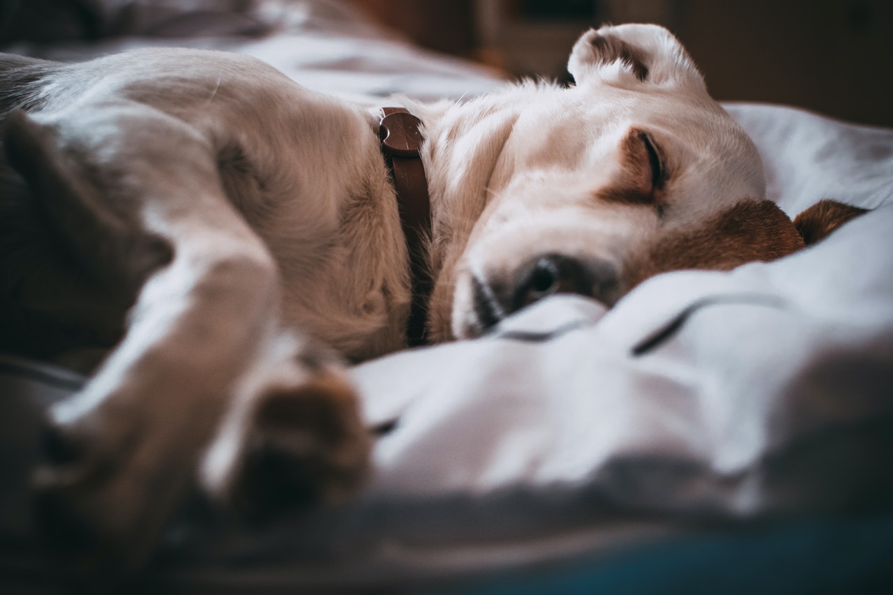 Jednym z objawów lamblii u psa jest apatia, ospałość, zmęczenie, spowodowane jest to wycieńczeniem organizmu.
